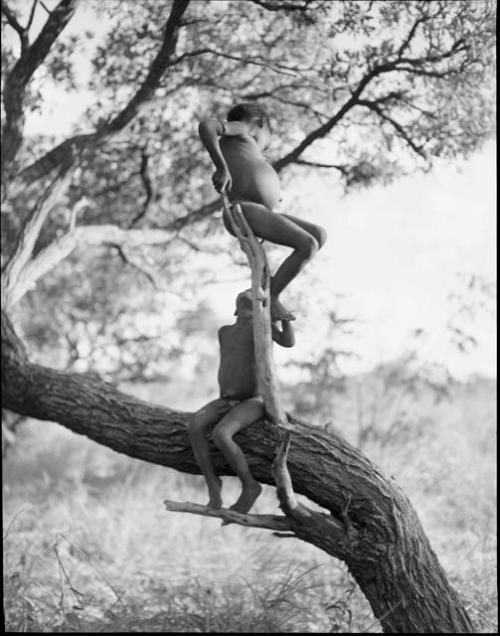 Two boys playing in a tree