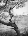 Two boys playing in a tree