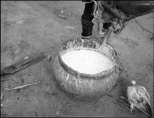 Makiena pouring milk from a calabash into a bowl, close-up of the bowl