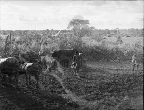 Boys going to milk in Muremi's kraal