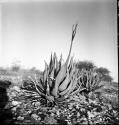 Aloe plant