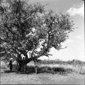 Boys climbing a tree in a clearing