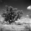 Group of people standing under a tree in a clearing