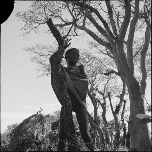 Man wrapped in a kaross, standing next to a small tree, with a skerm in the background