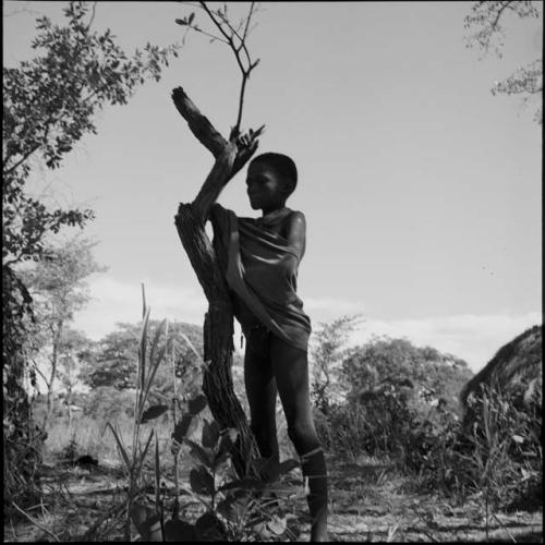 Man wrapped in a kaross standing, holding on to a small tree