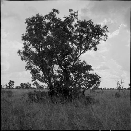 Strips of meat hanging on a rack made from branches to dry, in a clump of trees, distant view