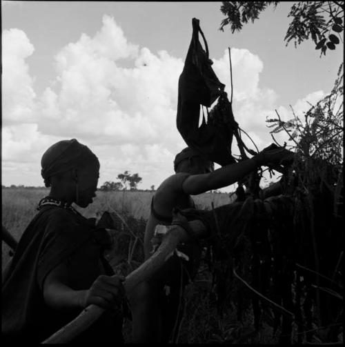 Woman and man placing large branches on a tree to hang meat to dry