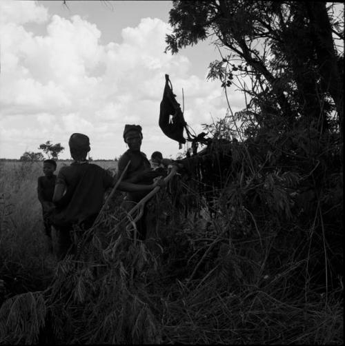 Woman and man placing large branches on a tree to hang meat to dry