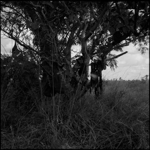 Strips of meat hanging on a tree limb to dry