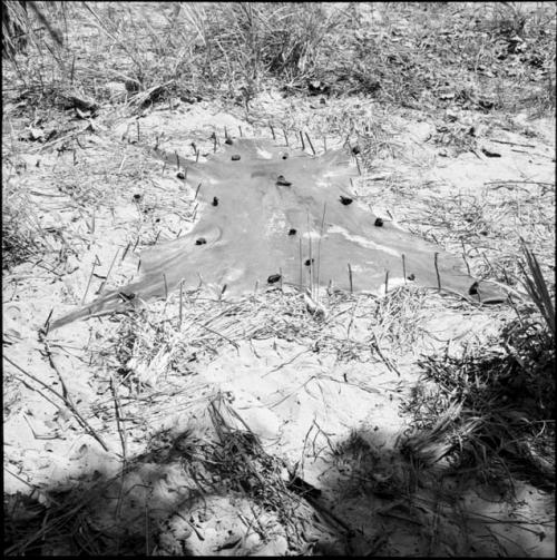 Animal hide pegged to the ground, being stretched