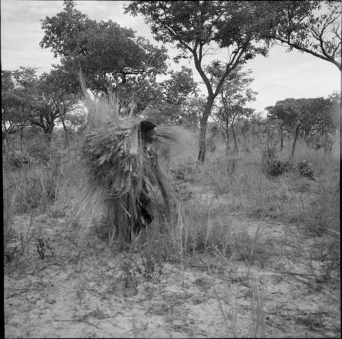 Man carrying a load of grass on his back