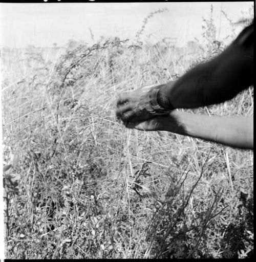 Woman gathering from bushes, close-up of her hands