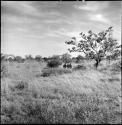 Women and children on a gathering trip, standing near a tree, distant view