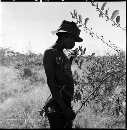 Man wearing a hat, standing next to a berry bush, profile