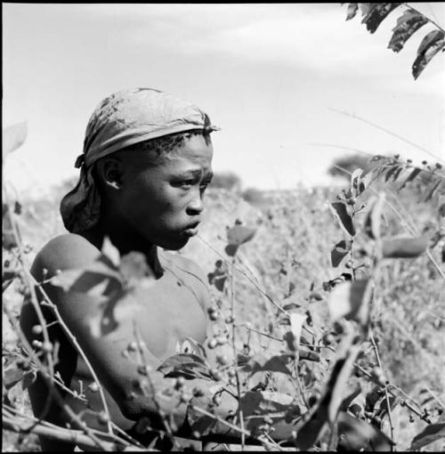 /Gunda standing next to a berry bush