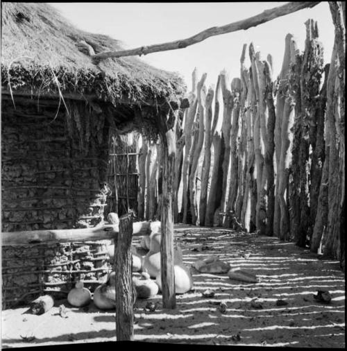 Skerm inside a fence, with squashes on the ground next to it