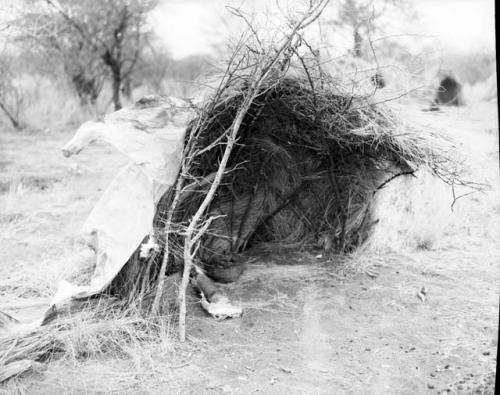 Scraped hide spread out over a skerm, rolled hide inside