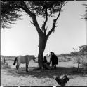 Three men standing next to a tree, with a horse standing near them