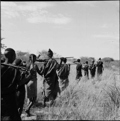 Nine women walking in a line, carrying digging sticks on their shoulders