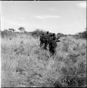 Group of women walking in a line, carrying digging sticks on their shoulders, view from behind