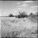 Woman standing where she has been digging, distant view