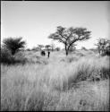 Group of people walking in the veld, gathering, distant view