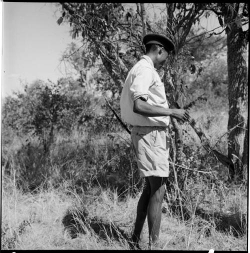 "Crooked /Qui" wearing Western clothing, standing, looking in a bush, profile