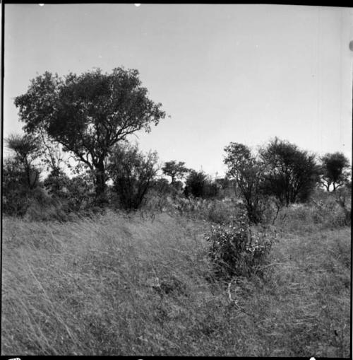 Man walking through bushes and trees, distant view