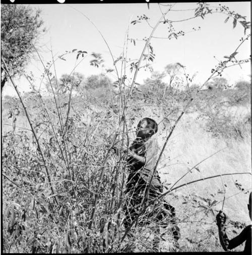 Girl gathering berries