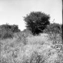 Landscape with trees and grass