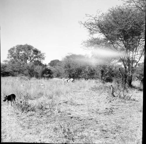 Man riding a mule, distant view