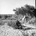 Dead lion hung over a tree branch