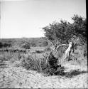 Dead lion hung over a tree branch