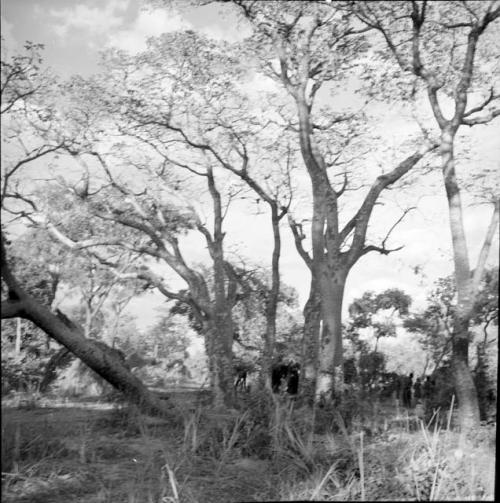 People standing near skerms and large trees, distant view