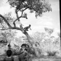 Boy jumping from a tree, with a group of boys standing under the tree