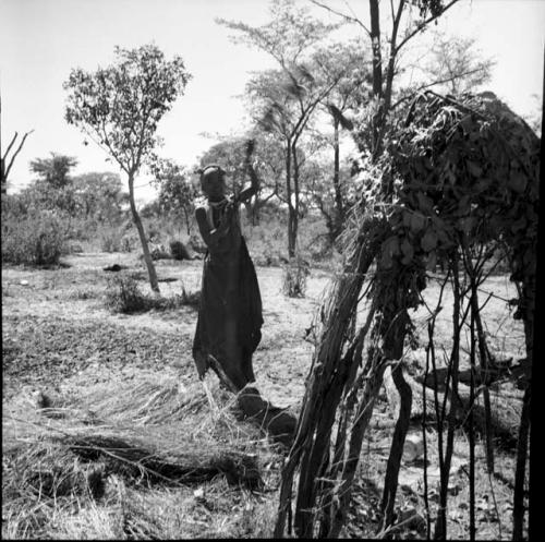 N!ai building a skerm, pounding a post into the ground, with another partially constructed skerm near her