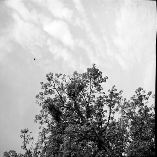 Birds' nests in the top of tree