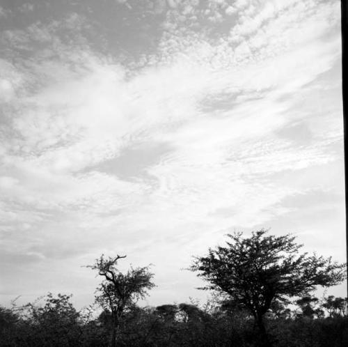 Trees on the horizon, with clouds in the sky