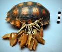 Leg rattle, turtle shell.