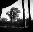 Baobab tree in leaf, view from inside an expedition tent
