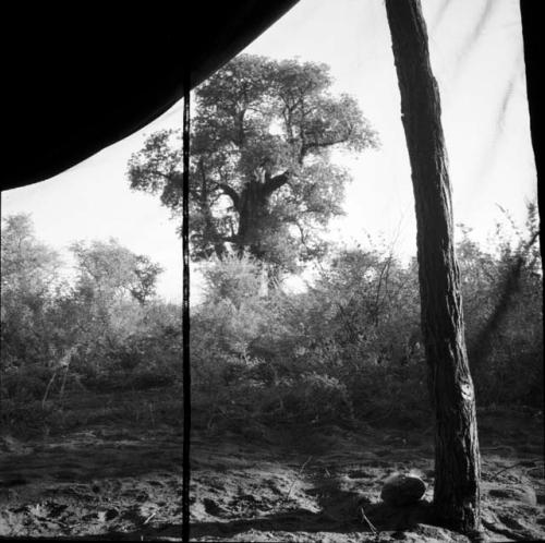 Baobab tree in leaf, view from inside an expedition tent