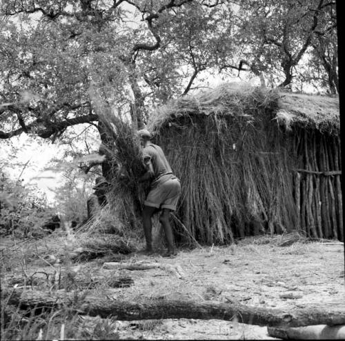 Man putting a bundle of grass on a pile next to a skerm, with another man kneeling, putting grass on the skerm