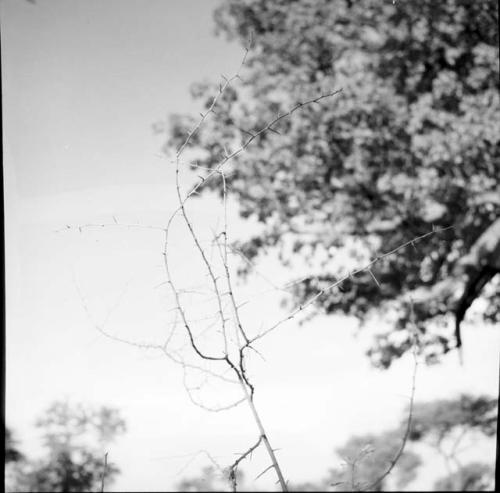 Dead thorn bush branch next to a tree