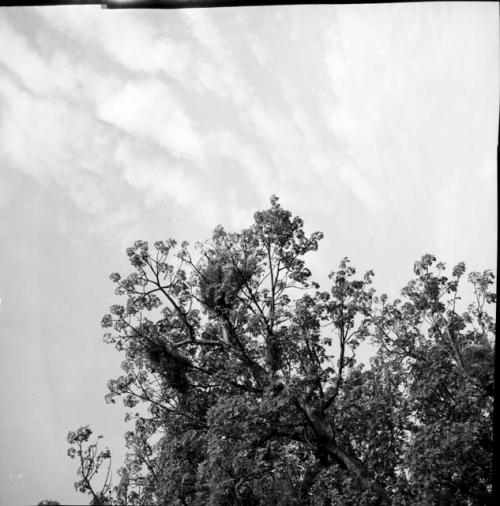 Birds' nests in the top of a tree