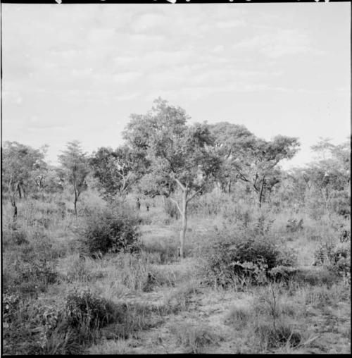 Two people standing in a clearing in the veld, distant view