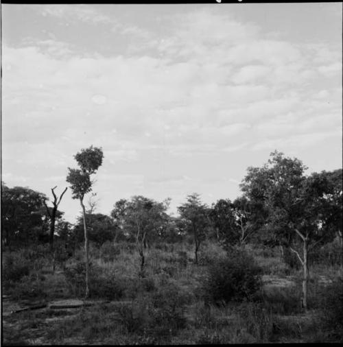 Trees in the veld