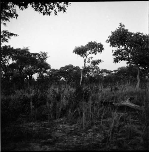 Person standing in a clearing in the veld, distant view