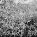 Thorn bush, close-up