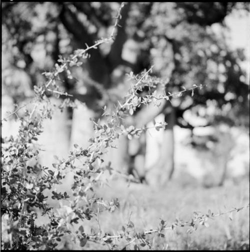 Thorn bush, with a baobab tree in leaf in the background (out of focus)