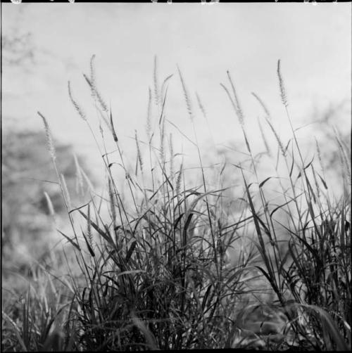 Grass, close-up